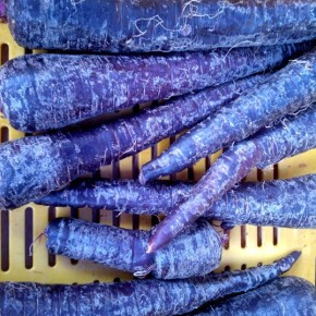 What if carrots were purple?